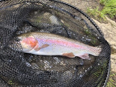 フライフィッシング　魚　渓流釣り